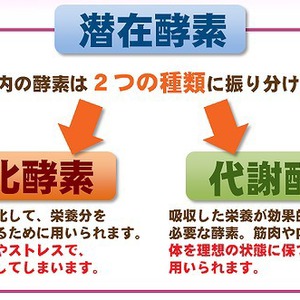 酵素栄養学とは？　～消化酵素と代謝酵素の関係性～