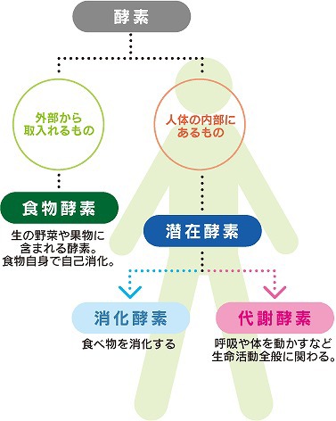 酵素栄養学とは 酵素の分類 ブログ きばこ酵素風呂 横浜市港北区