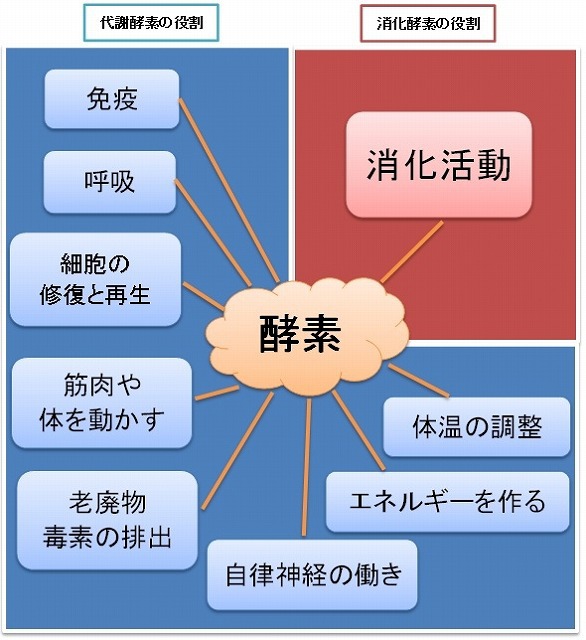 酵素栄養学とは 消化酵素と代謝酵素の関係性 ブログ きばこ酵素風呂 横浜市港北区