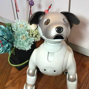  きばこ酵素風呂の『aibo（アイボ）』に会いに来て下さい！